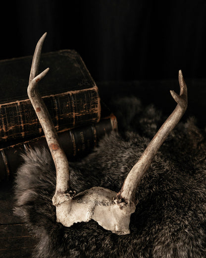 Deer Antlers