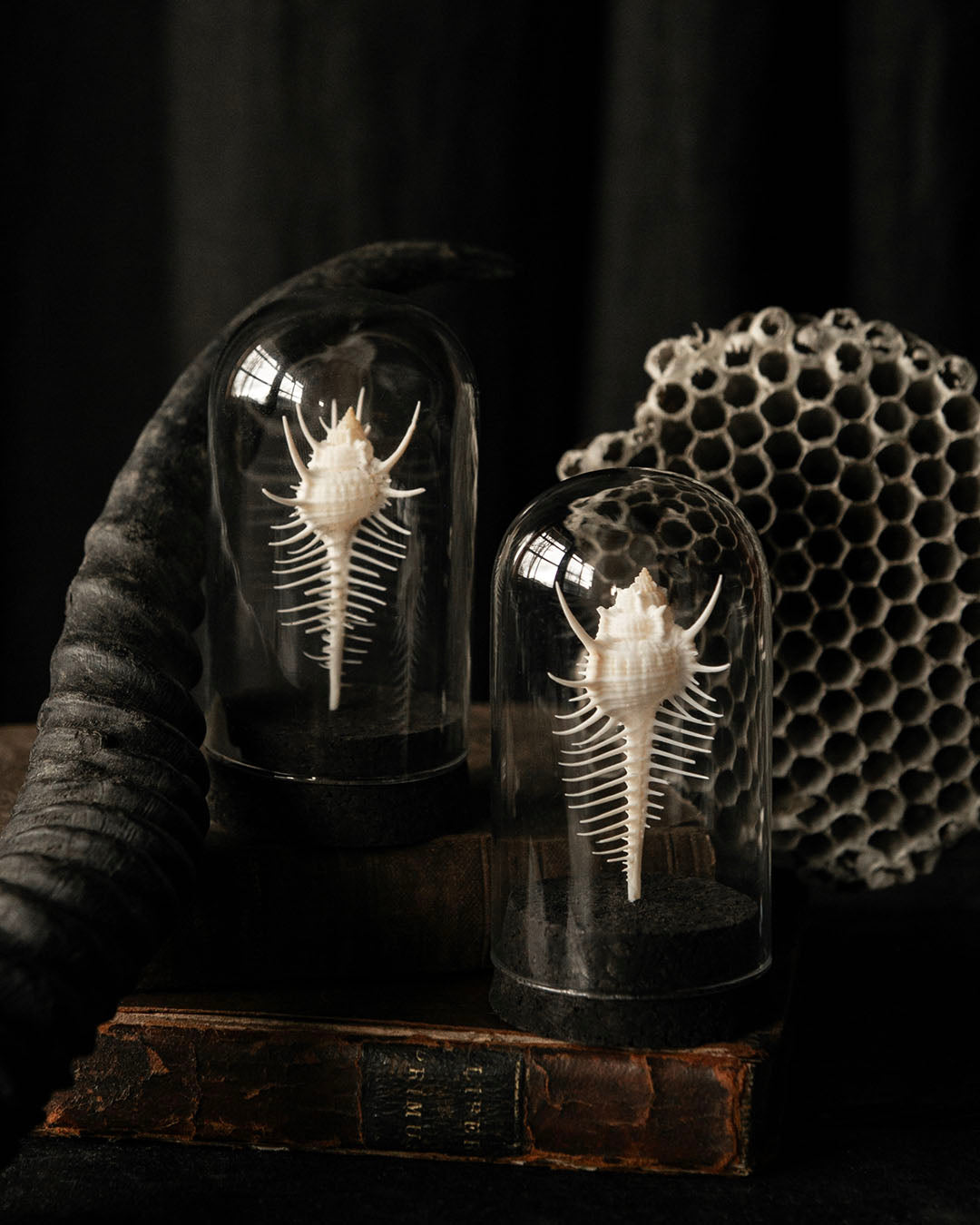 Venus Comb Dome Jars