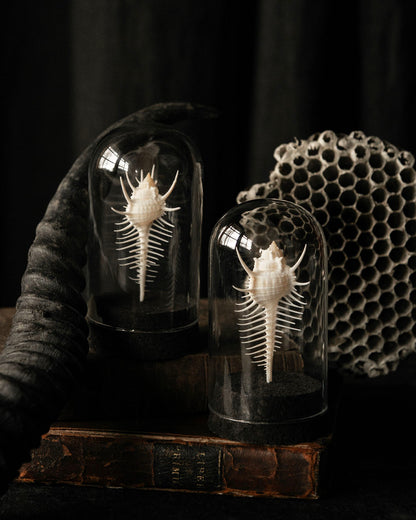 Venus Comb Dome Jars