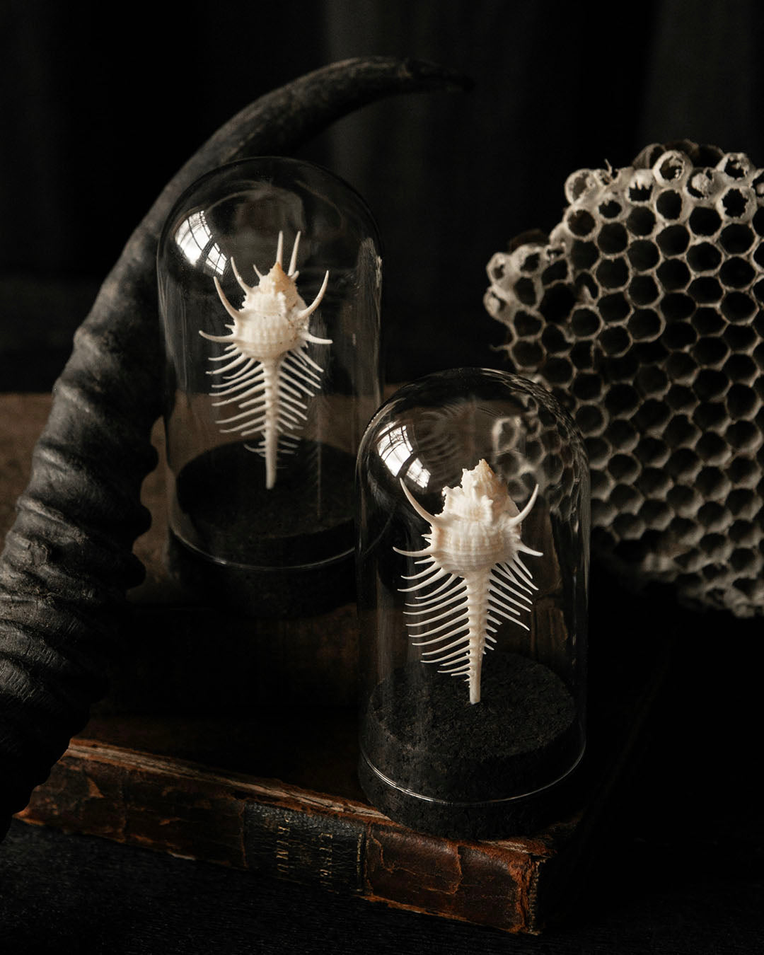 Venus Comb Dome Jars