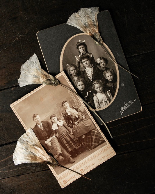 Set of Antique Cabinet Cards