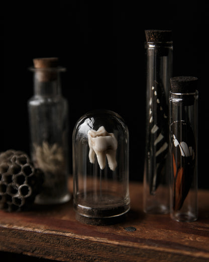 Tooth Dome Jar